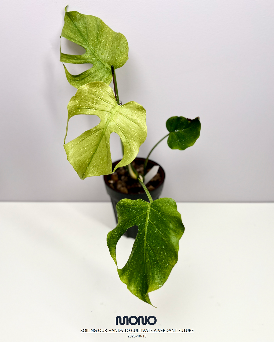 Monstera Deliciosa 'Green Octopus'【荧光章鱼】[MDGROC]