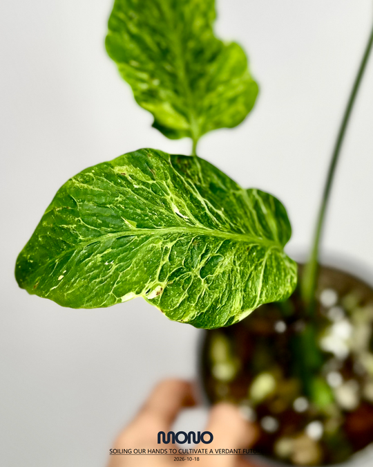 Monstera Deliciosa 'Mars'【火星】[MDMARS]