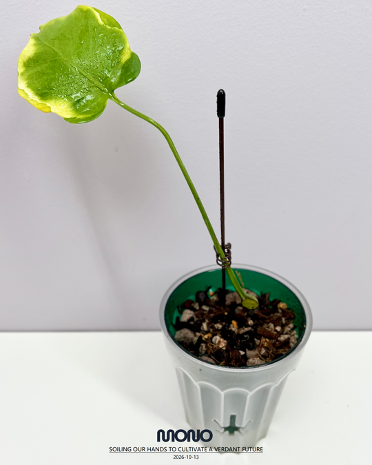 Monstera Deliciosa 'Lemon Lava'【柠檬熔岩】[MDLELA]