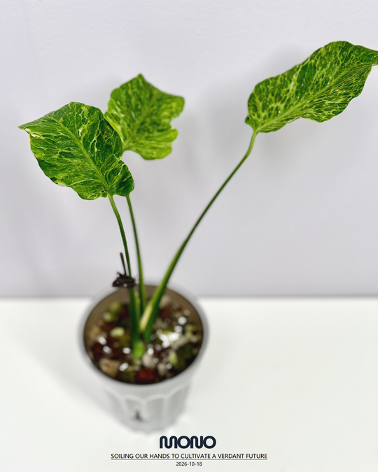 Monstera Deliciosa 'Mars'【火星】[MDMARS]
