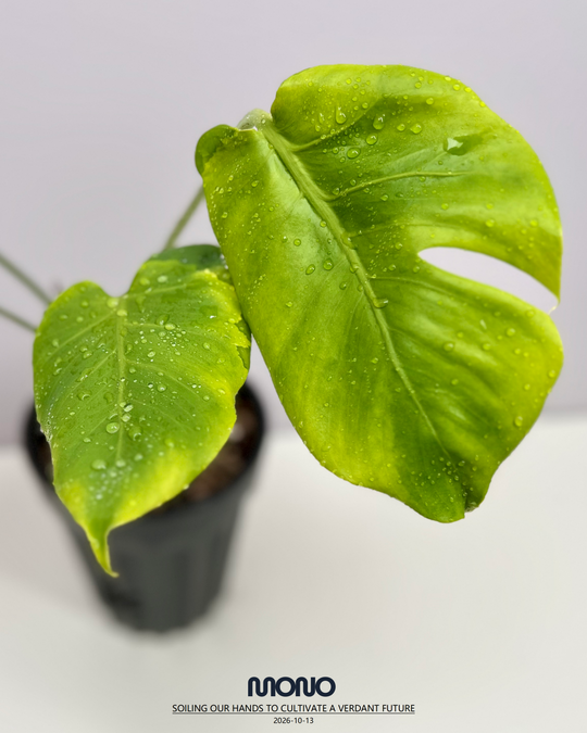 Monstera Deliciosa 'Lemon Lava'【柠檬熔岩】[MDLELA]