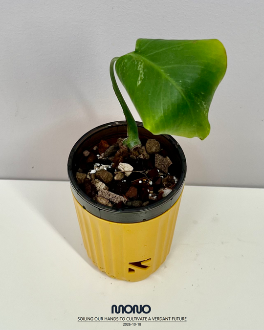 Monstera Deliciosa 'Silver Sand'【银沙】[MDSISA]