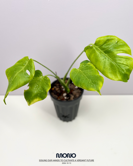 Monstera Deliciosa 'Lemon Lava'【柠檬熔岩】[MDLELA]