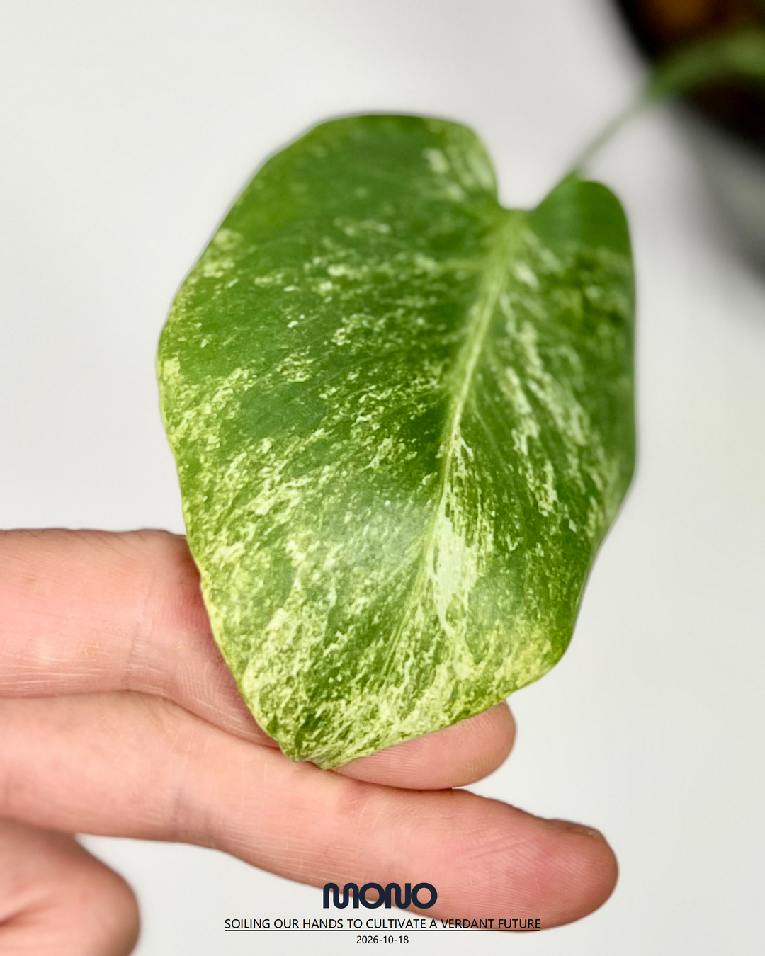 Monstera Deliciosa 'Silver Sand'【银沙】[MDSISA]