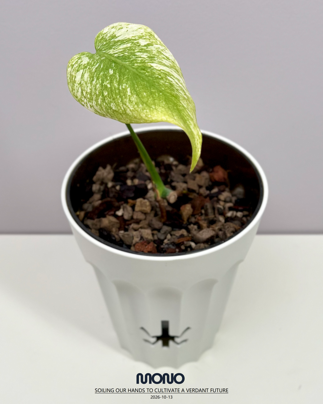 Monstera Deliciosa 'Sphinx Mint'【斯芬克斯薄荷】[MDSPMI]