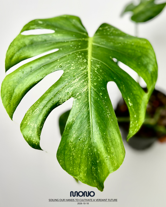 Monstera Deliciosa 'Silver Sand'【银沙】[MDSISA]