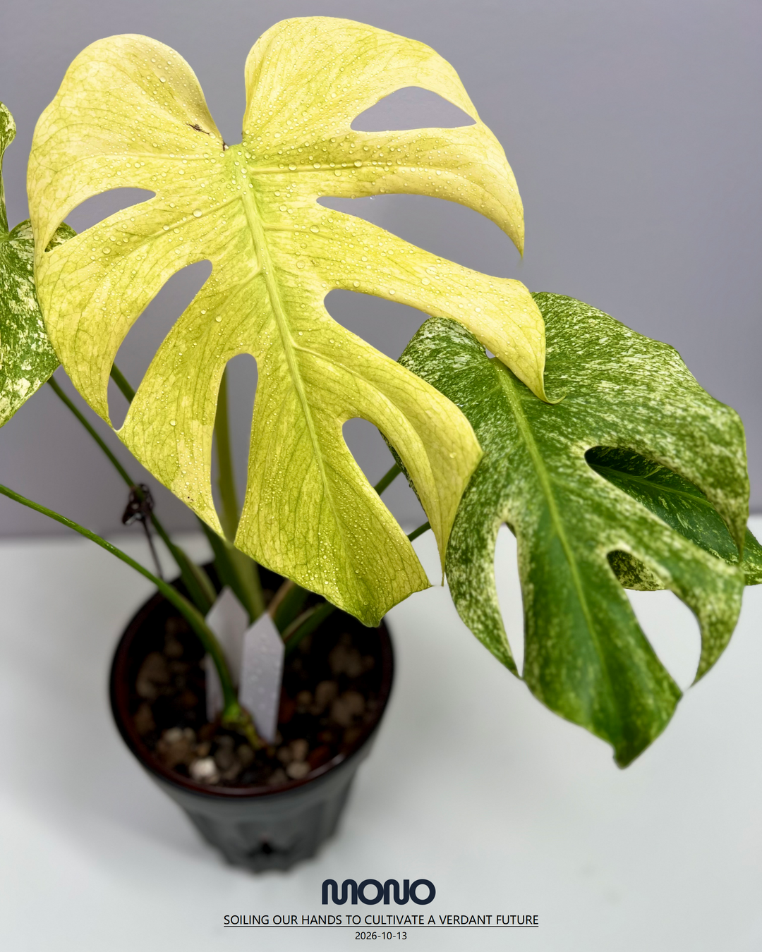 Monstera Deliciosa 'Sphinx Mint'【斯芬克斯薄荷】[MDSPMI]