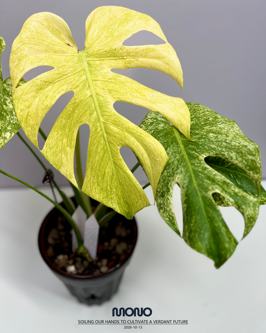 Monstera Deliciosa 'Sphinx Mint'【斯芬克斯薄荷】[MDSPMI]