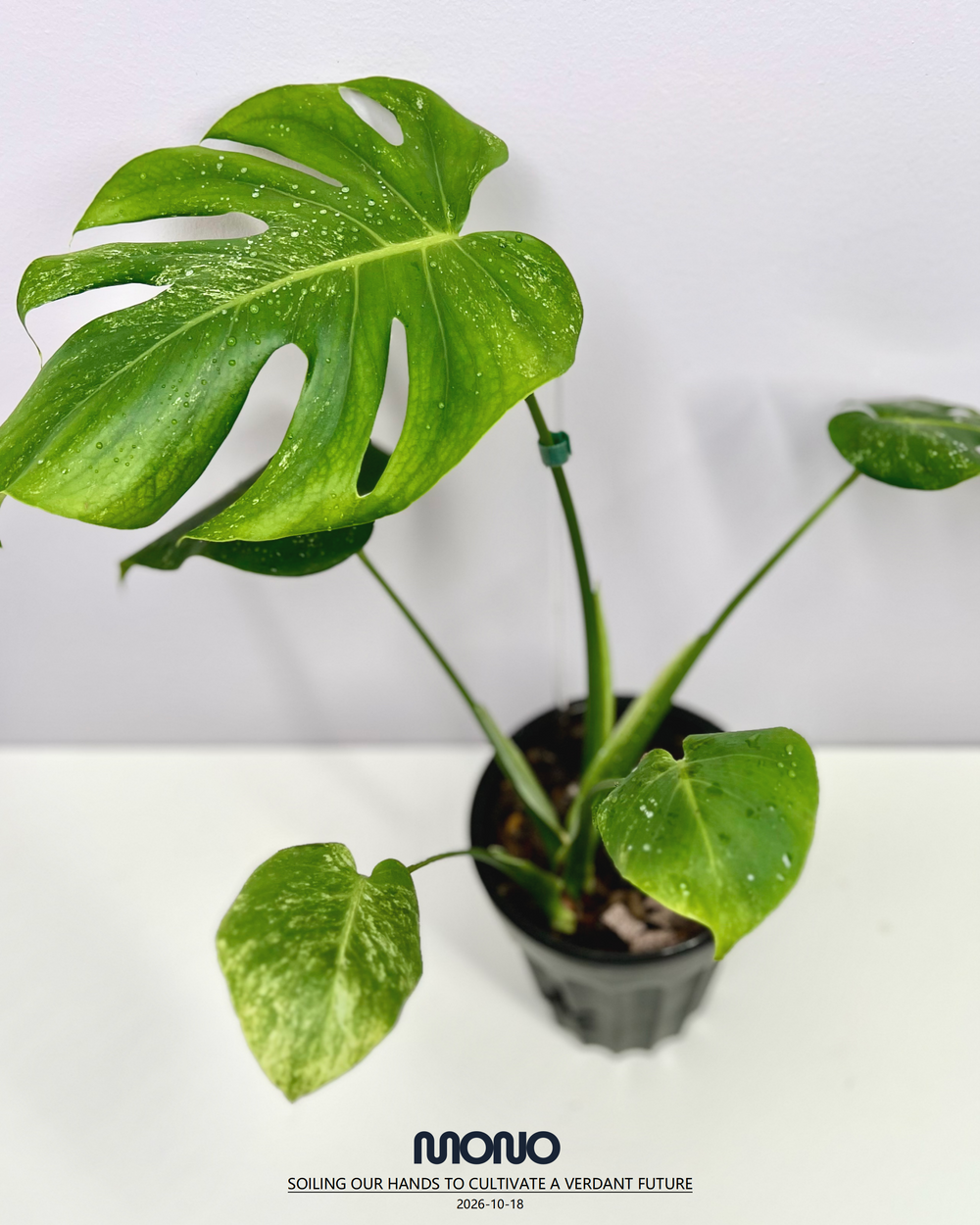 Monstera Deliciosa 'Silver Sand'【银沙】[MDSISA]