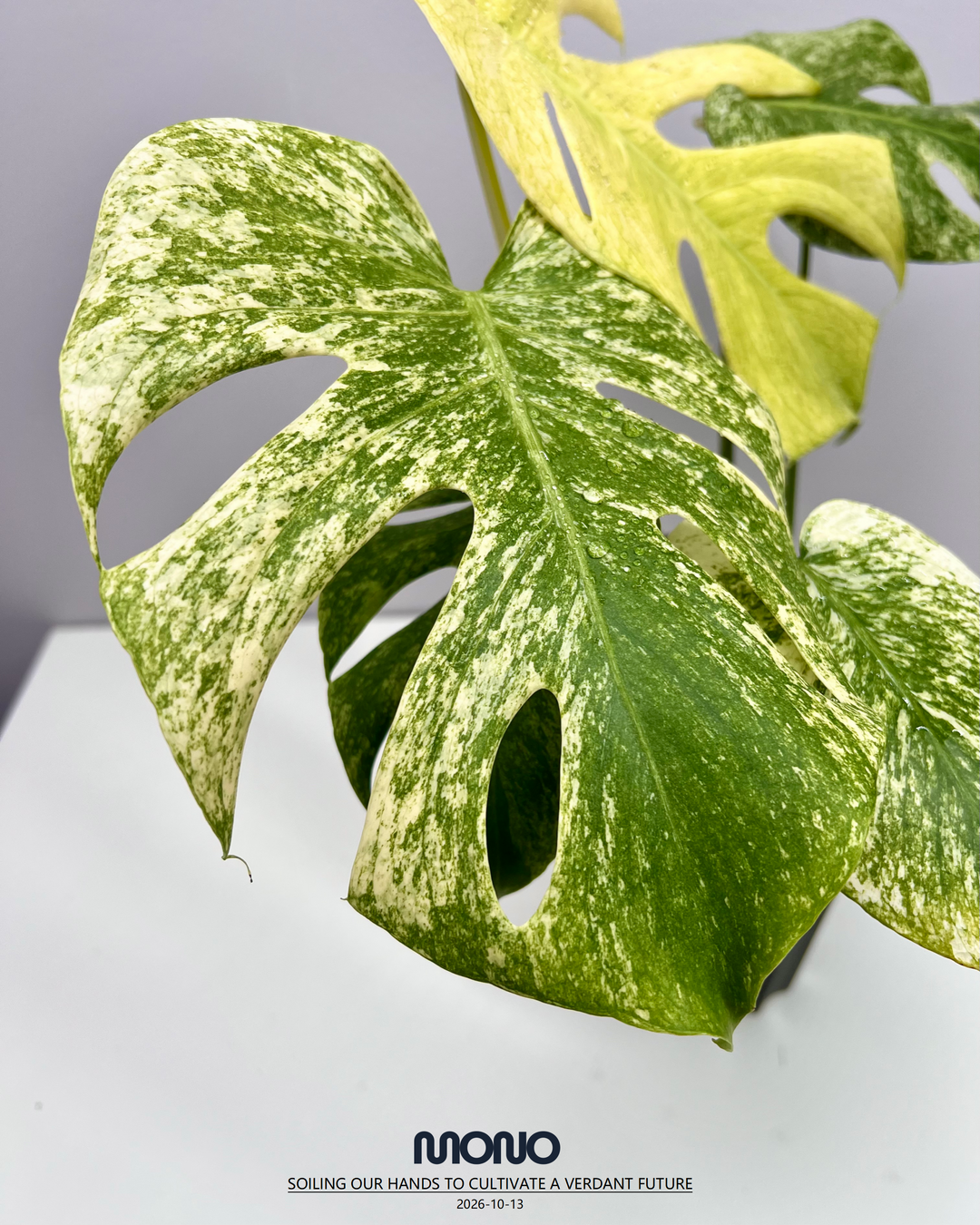 Monstera Deliciosa 'Sphinx Mint'【斯芬克斯薄荷】[MDSPMI]