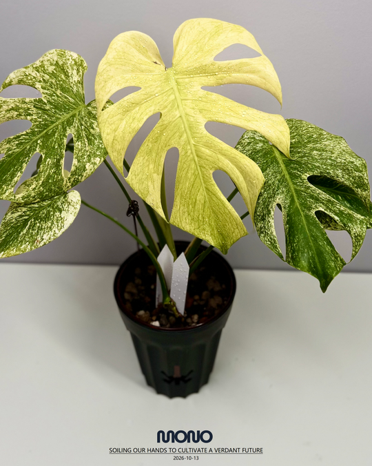 Monstera Deliciosa 'Sphinx Mint'【斯芬克斯薄荷】[MDSPMI]