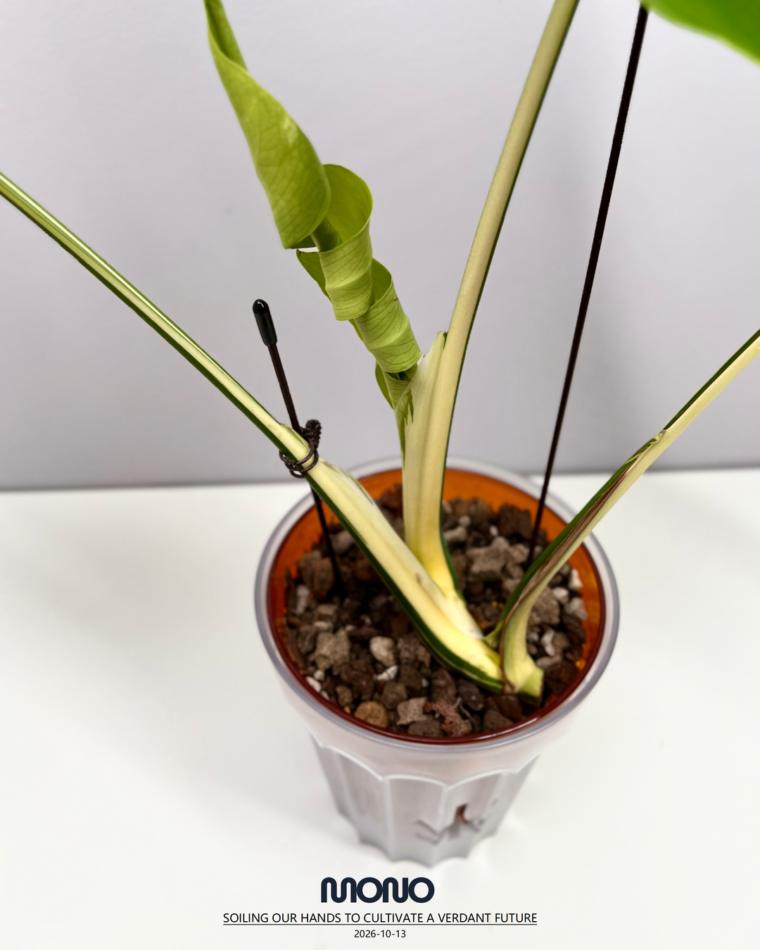 Monstera Deliciosa 'Yakuza'【短白】[MDYAKU]