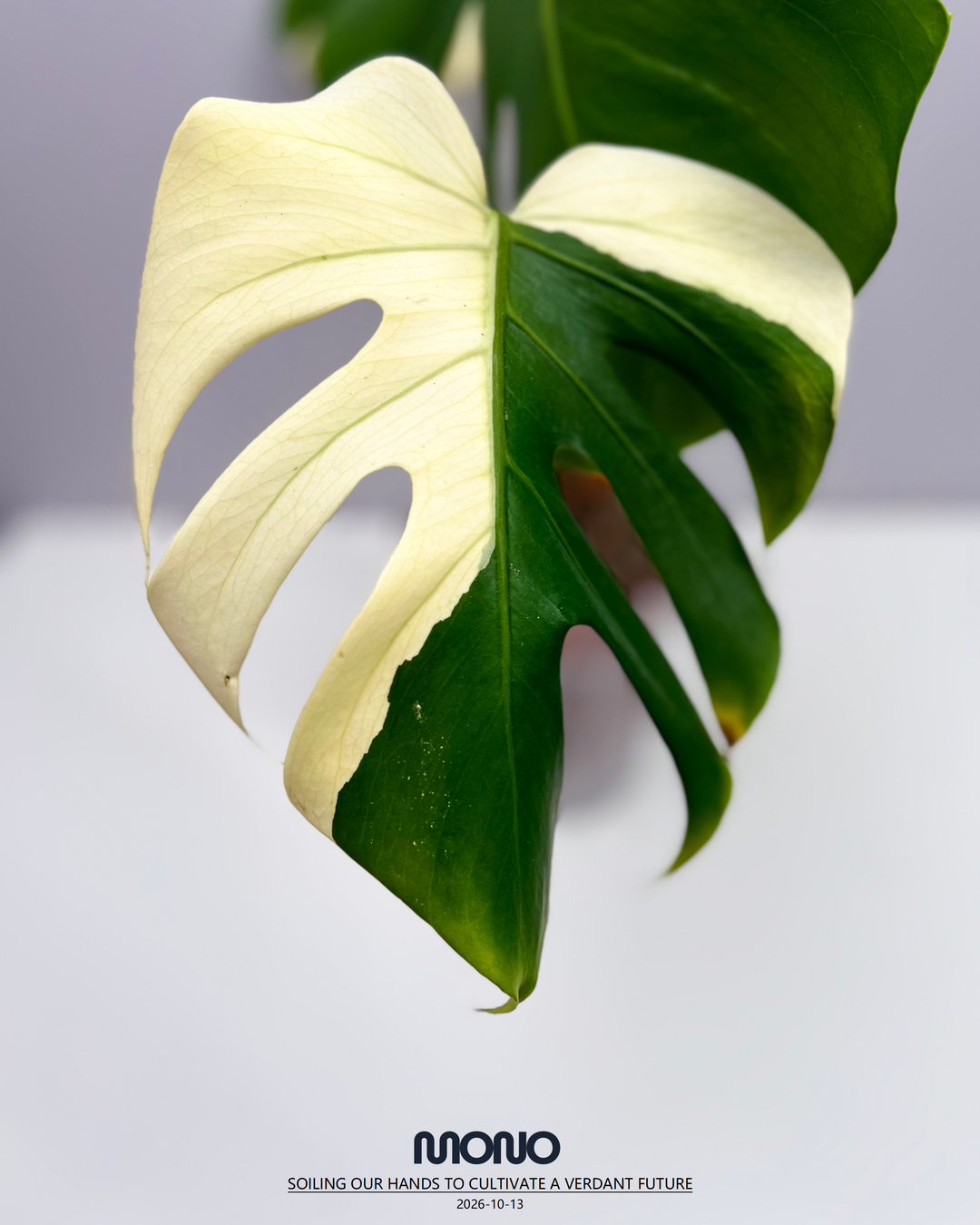 Monstera Deliciosa 'Yakuza'【短白】[MDYAKU]