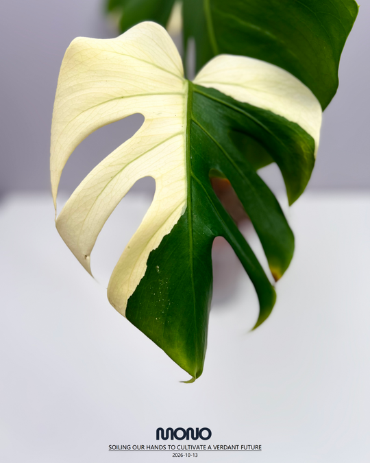 Monstera Deliciosa 'Yakuza'【短白】[MDYAKU]