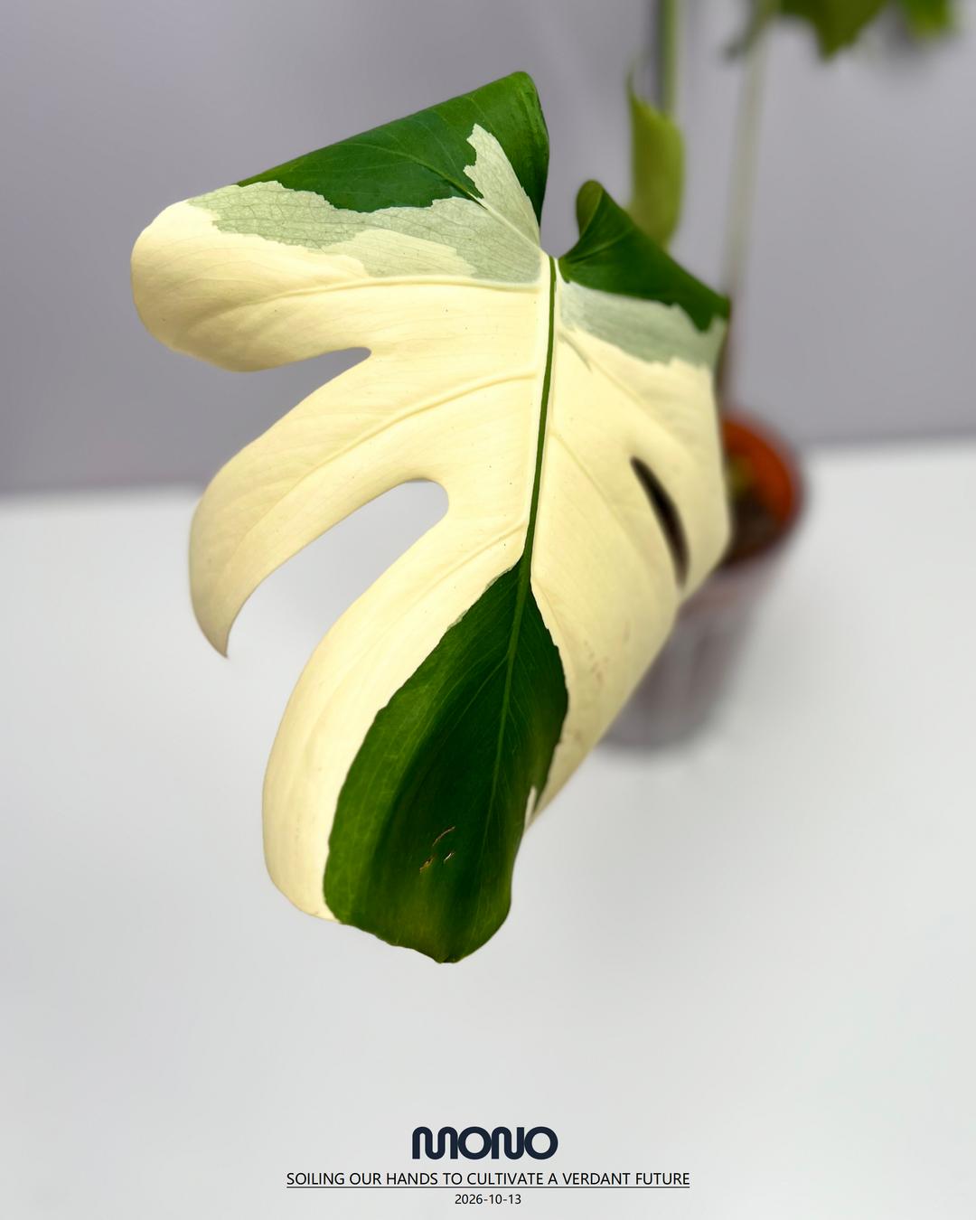 Monstera Deliciosa 'Yakuza'【短白】[MDYAKU]
