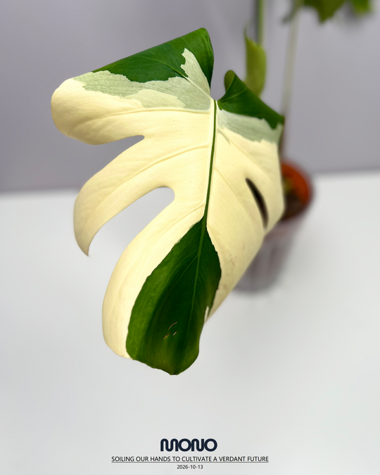 Monstera Deliciosa 'Yakuza'【短白】[MDYAKU]