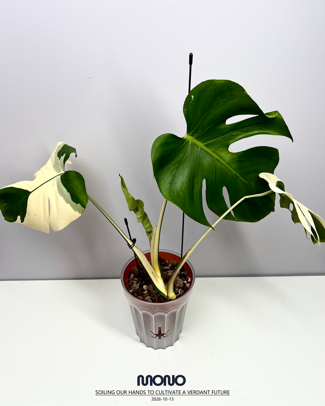 Monstera Deliciosa 'Yakuza'【短白】[MDYAKU]