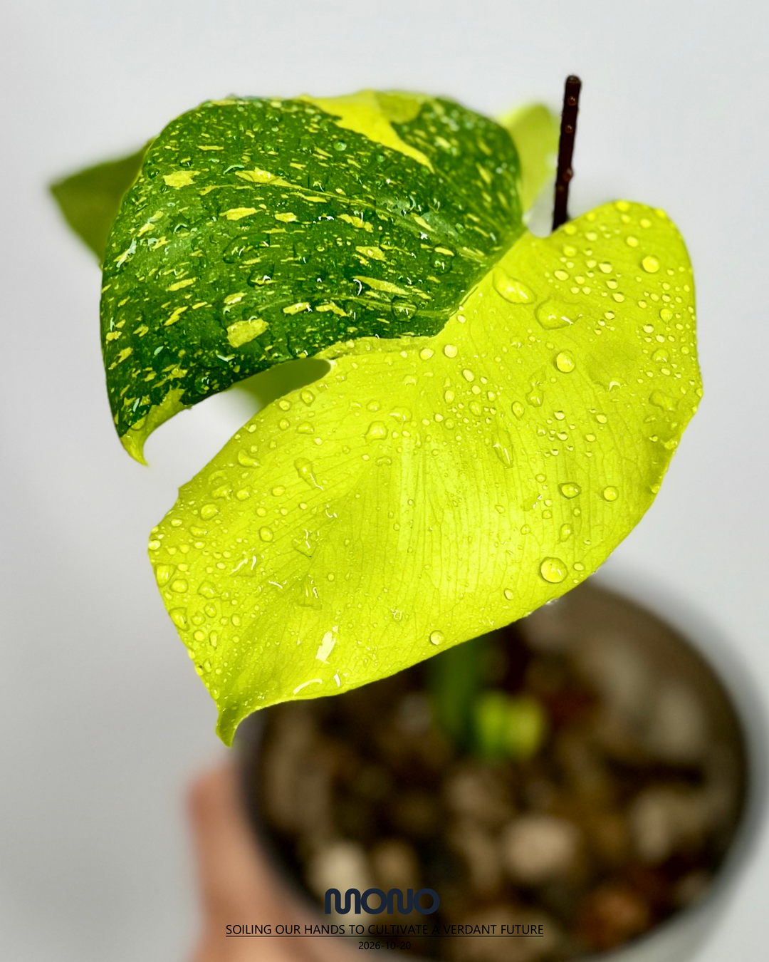 Monstera Deliciosa 'Lemon Electrolyte King'【柠檬灯泡王】[MDELEKL]
