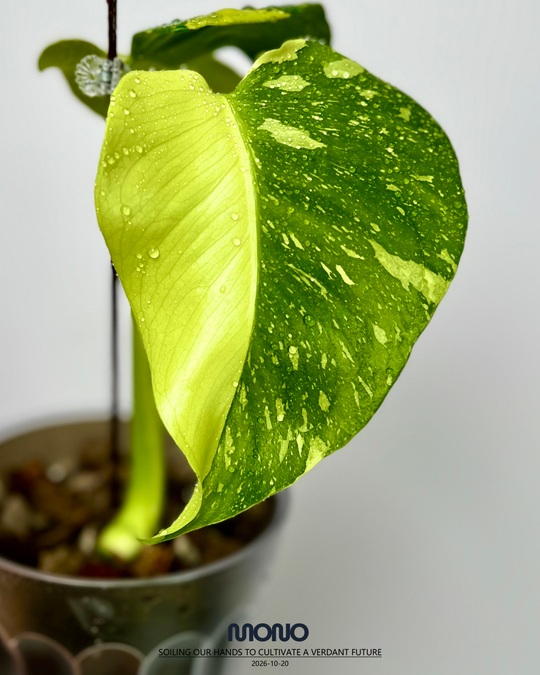 Monstera Deliciosa 'Lemon Electrolyte King'【柠檬灯泡王】[MDELEKL]