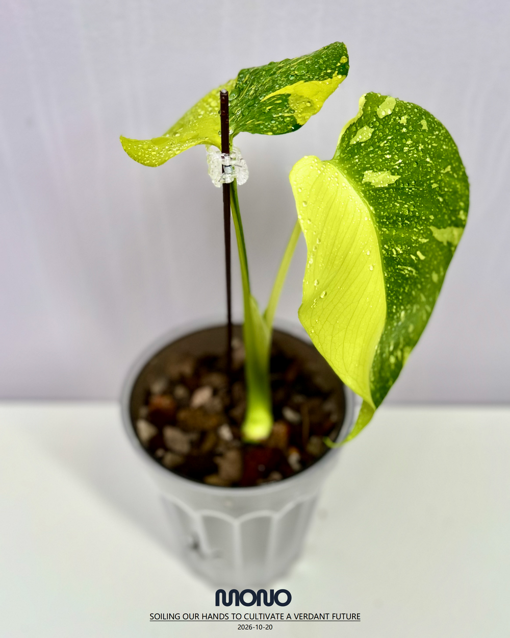 Monstera Deliciosa 'Lemon Electrolyte King'【柠檬灯泡王】[MDELEKL]