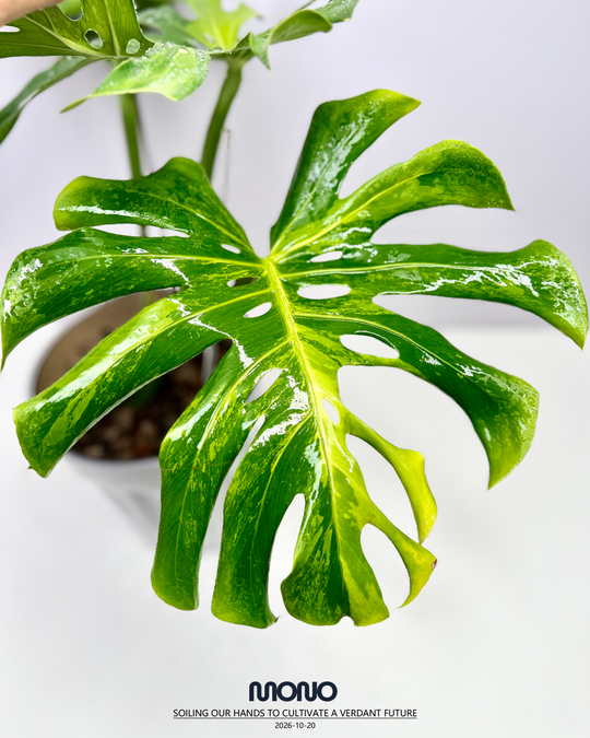 Monstera Deliciosa 'Green Elf'【绿精灵】[MDGREL]