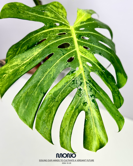 Monstera Deliciosa 'Green Elf'【绿精灵】[MDGREL]