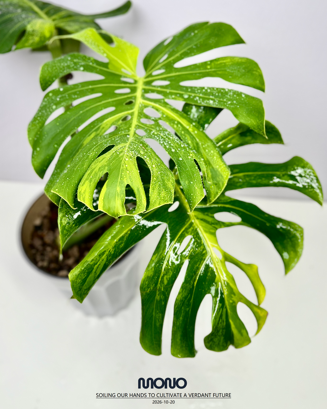 Monstera Deliciosa 'Green Elf'【绿精灵】[MDGREL]