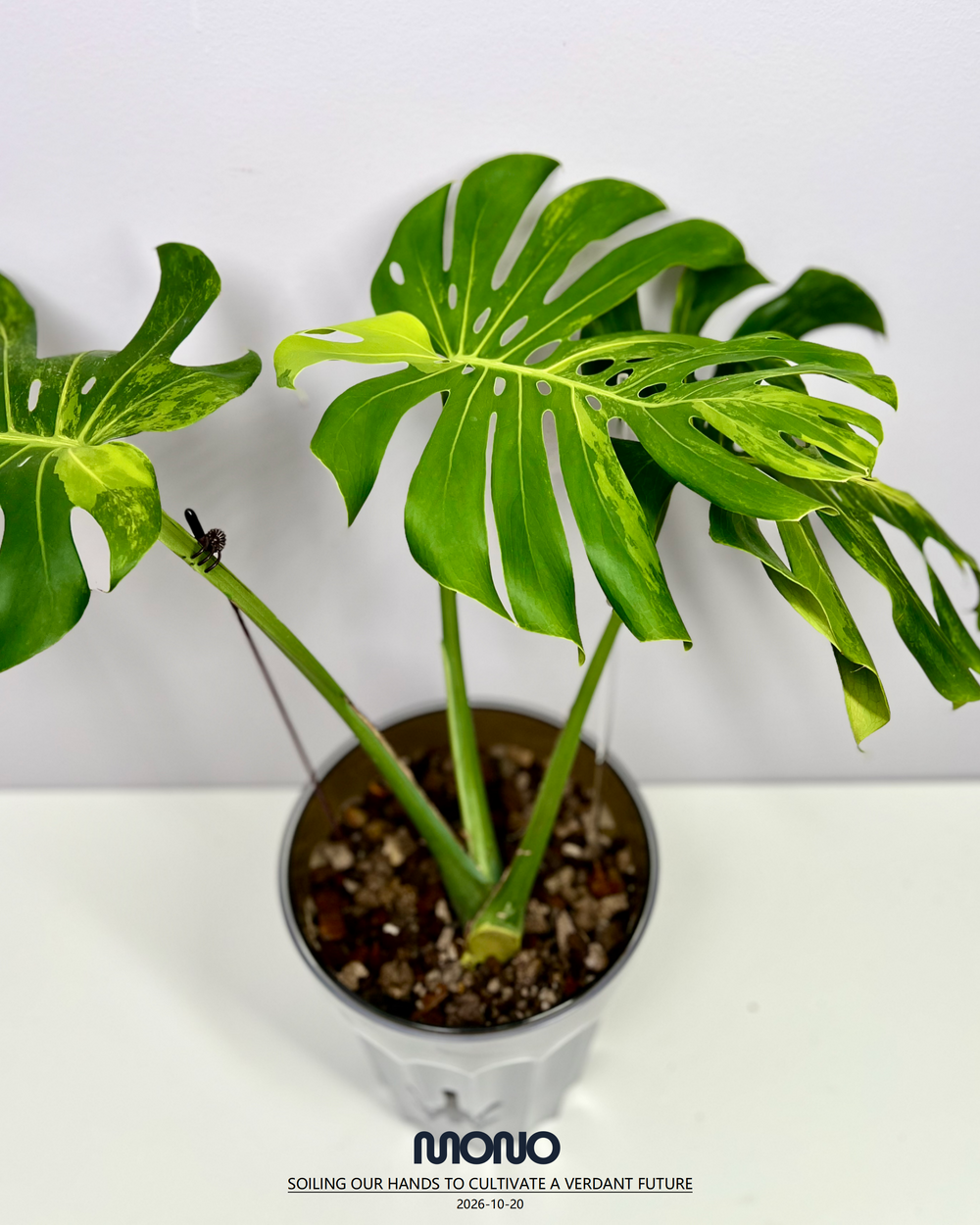 Monstera Deliciosa 'Green Elf'【绿精灵】[MDGREL]