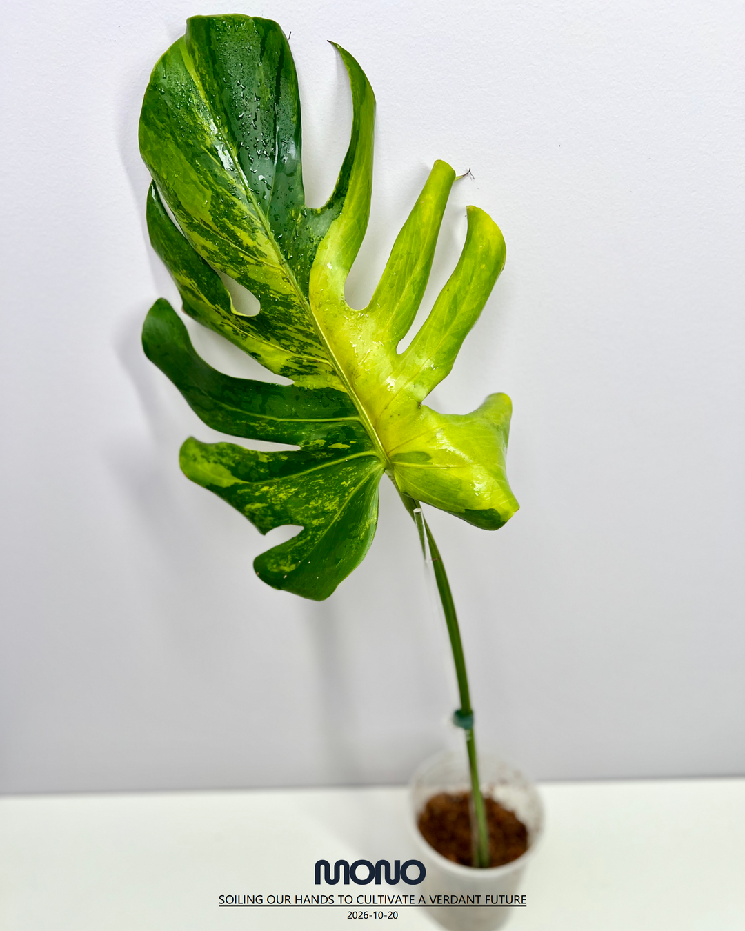 Monstera Deliciosa 'Green Elf'【绿精灵】[MDGREL]