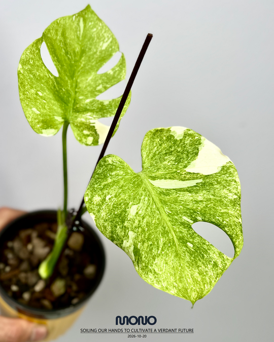 Monstera Deliciosa 'Platinum'【铂金】[MDPLAT]