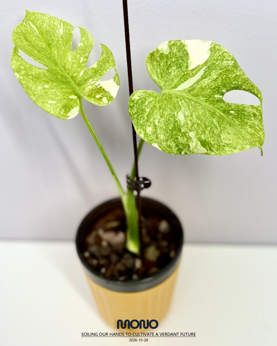 Monstera Deliciosa 'Platinum'【铂金】[MDPLAT]