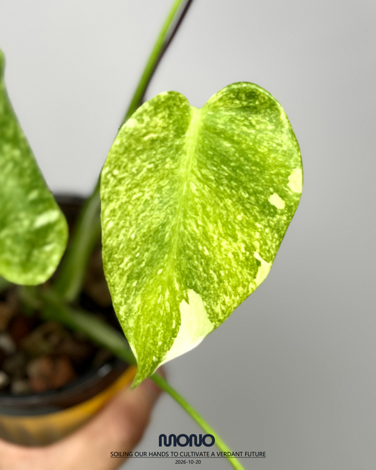 Monstera Deliciosa 'Platinum'【铂金】[MDPLAT]