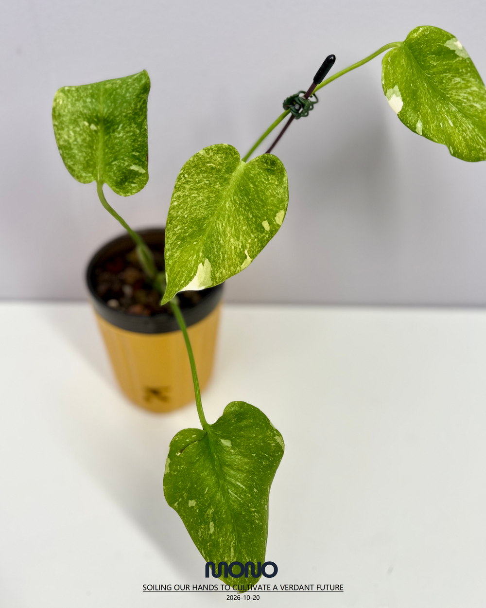 Monstera Deliciosa 'Platinum'【铂金】[MDPLAT]