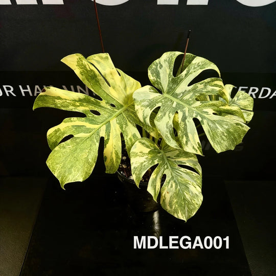 Monstera Deliciosa 【Legacy】【遗迹】[MDLEGA]