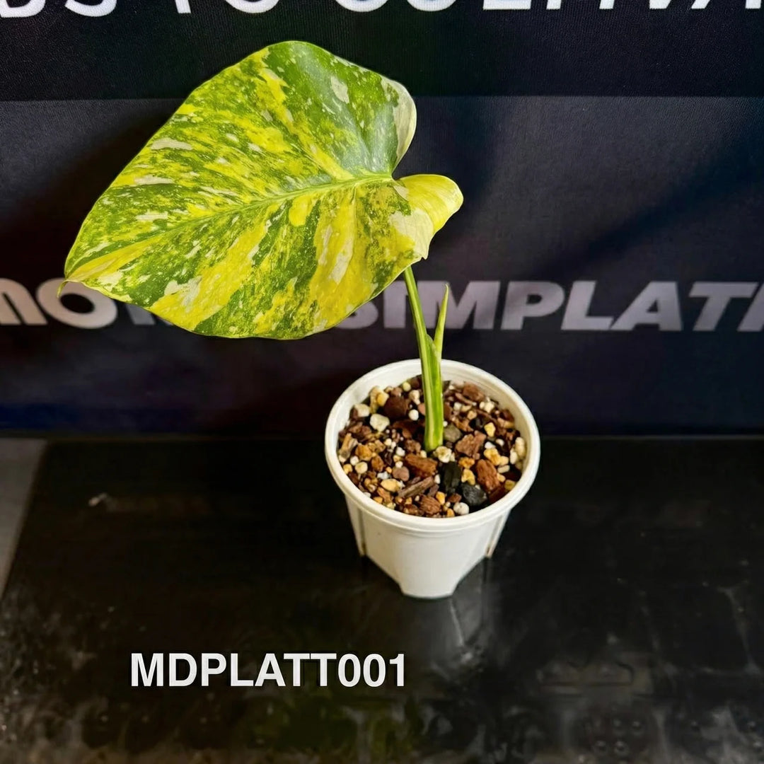 Monstera Deliciosa 【Platinum】Tri-color [MDPLATT]