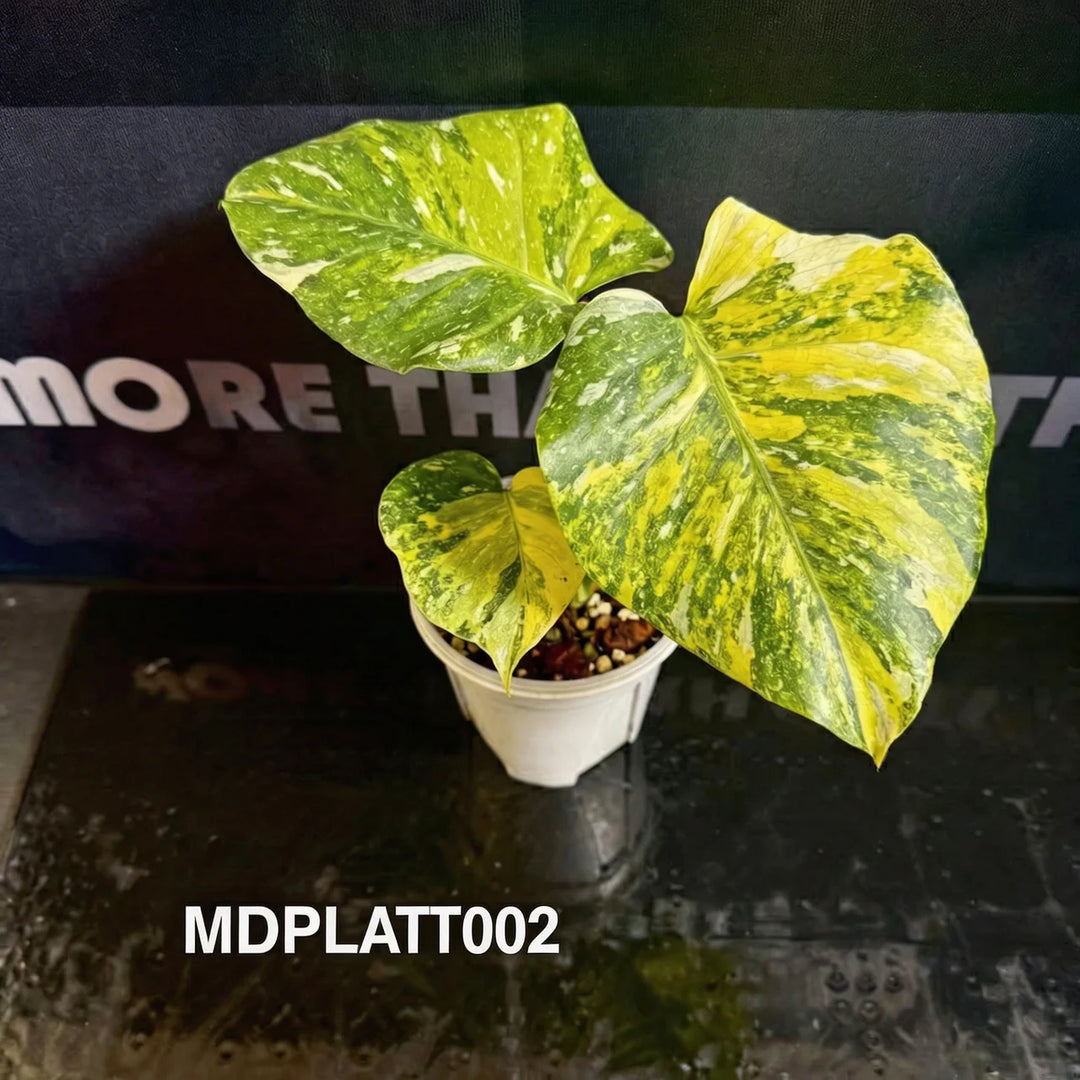 Monstera Deliciosa 【Platinum】Tri-color [MDPLATT]