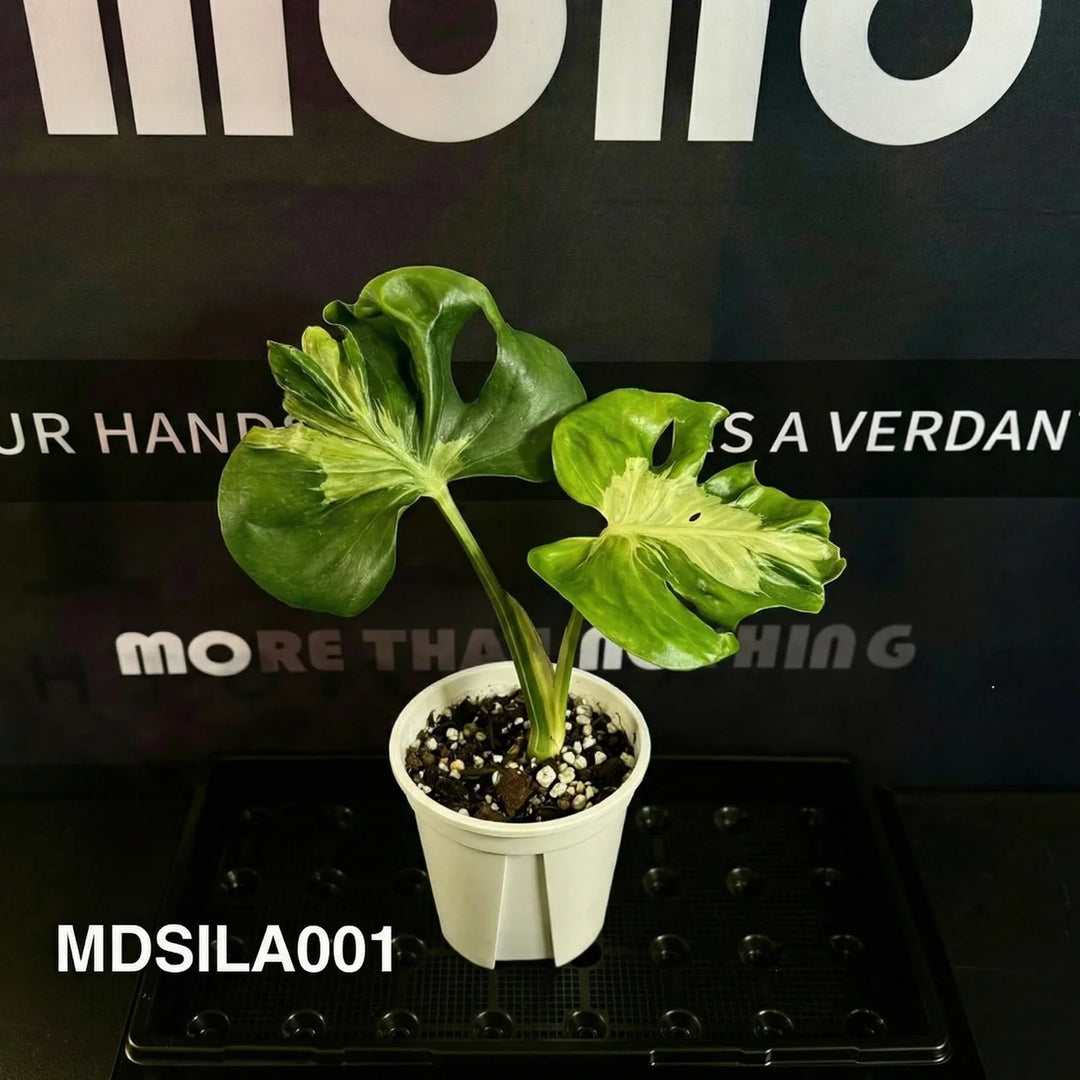 Monstera Deliciosa 【Silver Lava】【银色熔岩】[MDSILA]