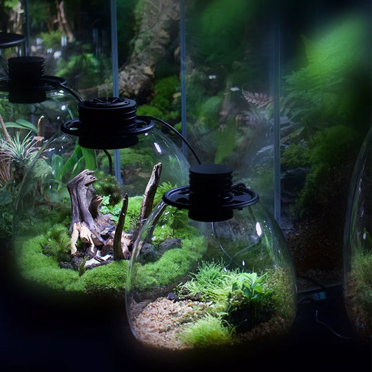 [Bioloark]  Desktop Bio-Bottle【生物方舟·生态瓶系列】