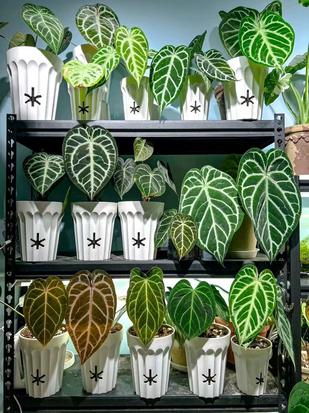 [Plantx] Set Planter 'Classic White' Collection