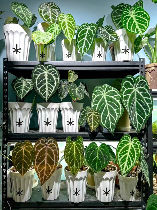 [Plantx] Set Planter 'Classic White' Collection