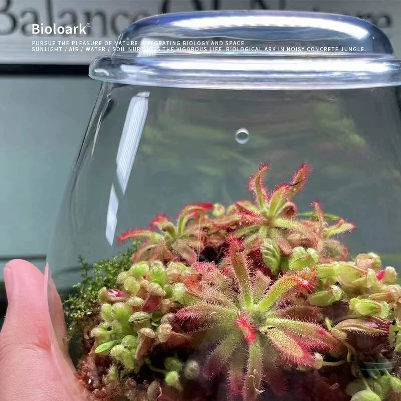 [Bioloark]  MINI Terrarium Series【生物方舟·泡泡杯系列】