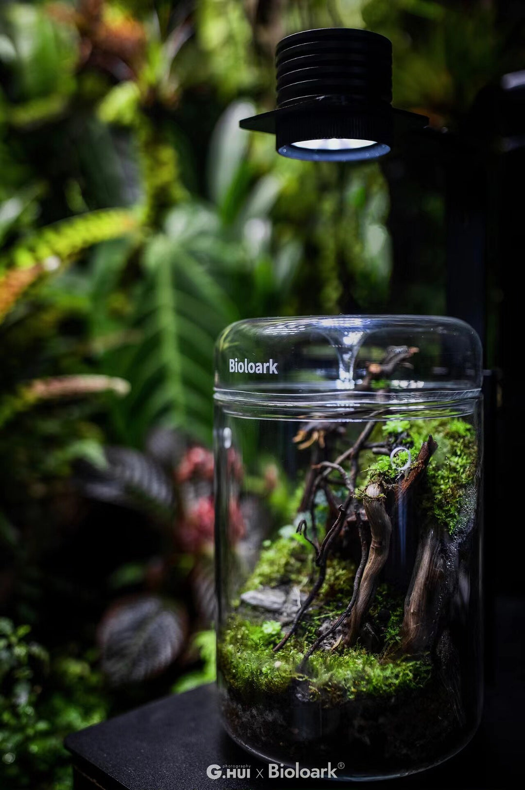 [Bioloark]  Eco-Terrarium Collection【生物方舟·露集杯系列】