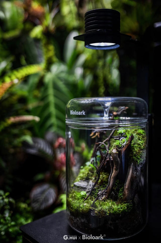 [Bioloark]  Eco-Terrarium Collection【生物方舟·露集杯系列】