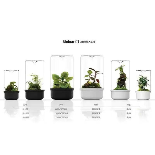 [Bioloark]  Eco-Terrarium Collection【生物方舟·露集杯系列】