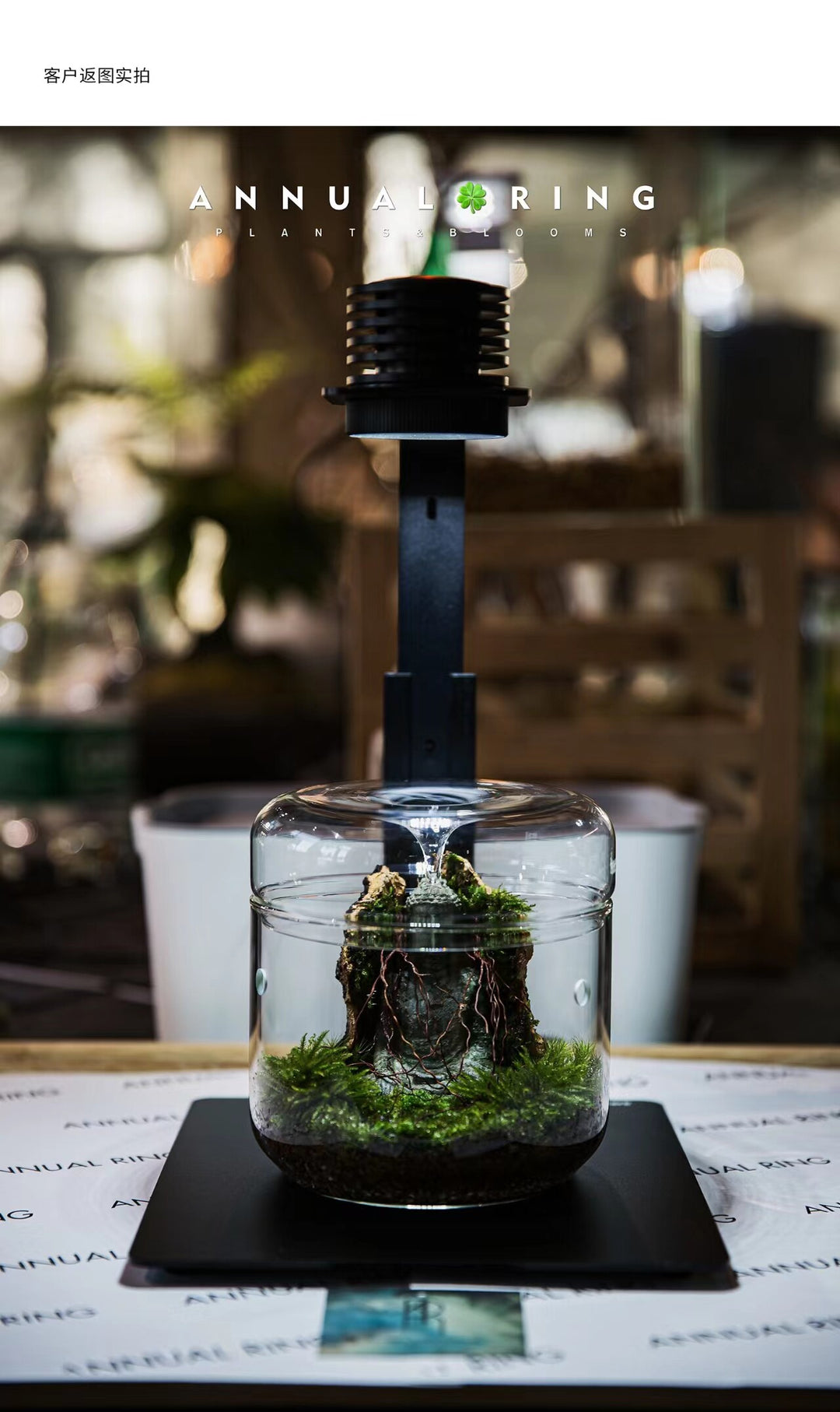[Bioloark]  Eco-Terrarium Collection【生物方舟·露集杯系列】