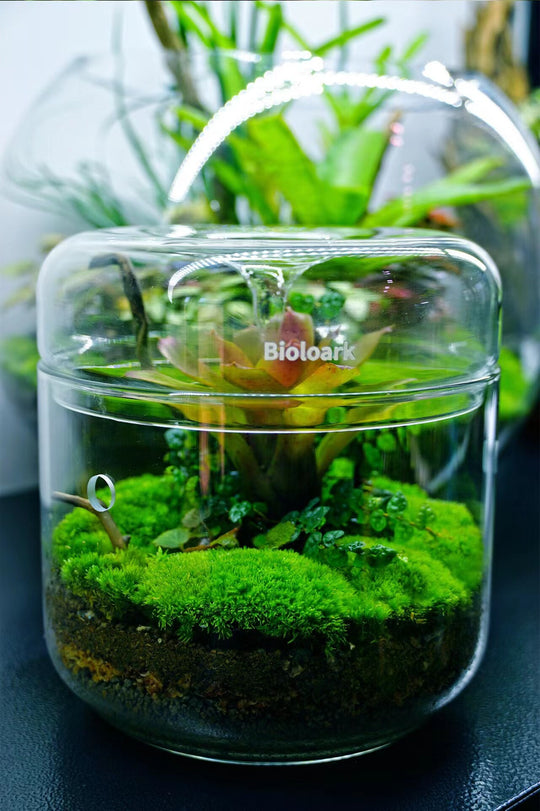 [Bioloark]  Eco-Terrarium Collection【生物方舟·露集杯系列】