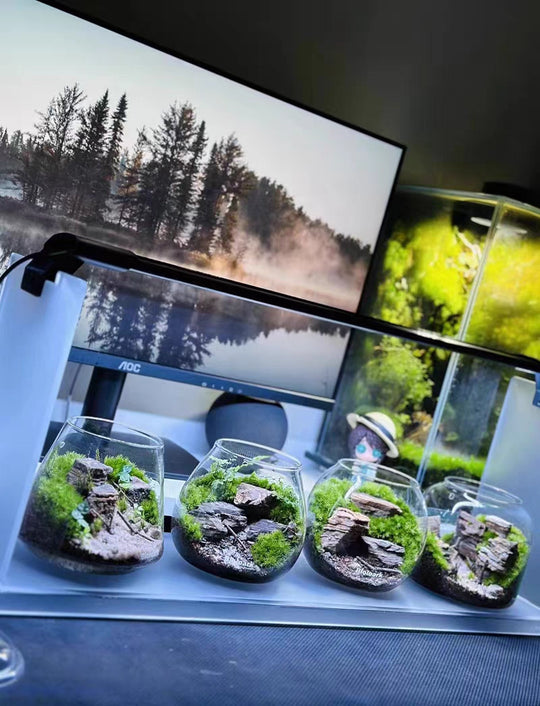 [Bioloark]  MINI Terrarium Series【生物方舟·泡泡杯系列】