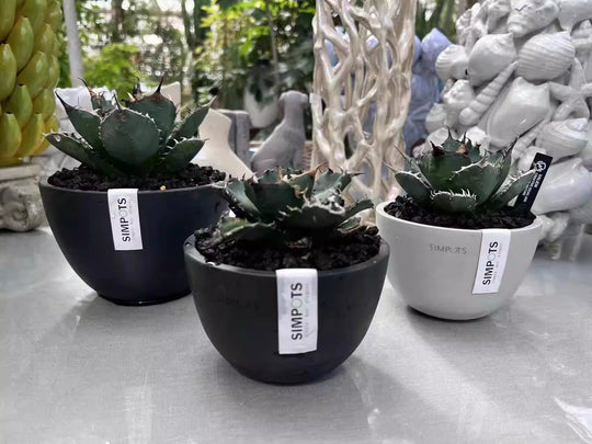 [Simpots] Bowl-Shaped Planter