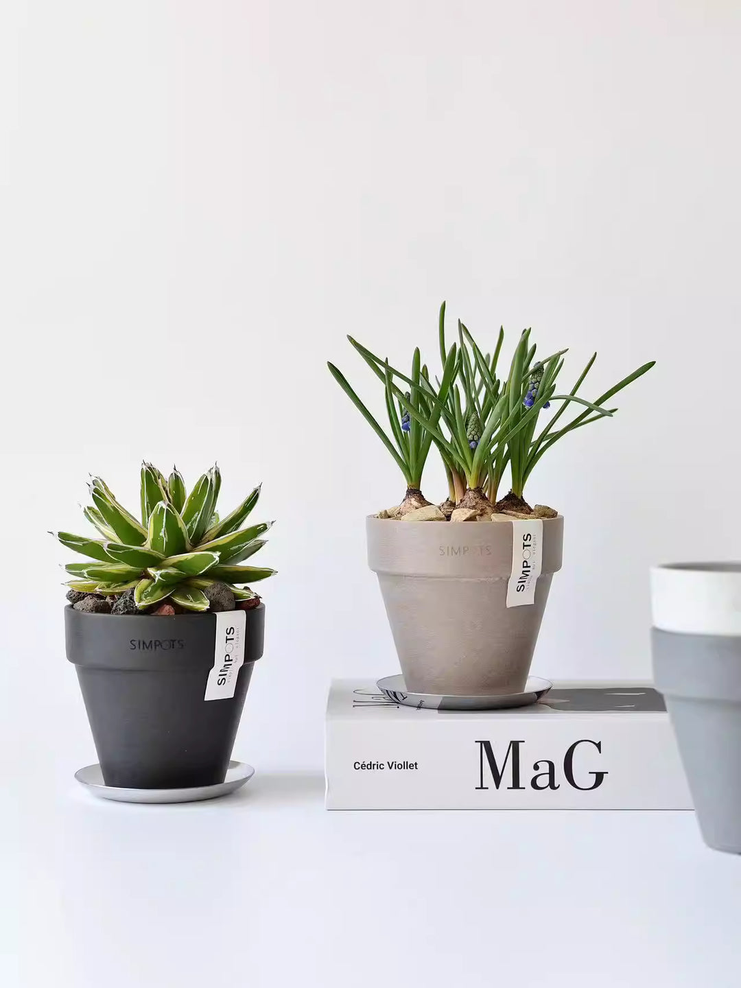 [Simpots] International Standard Planter