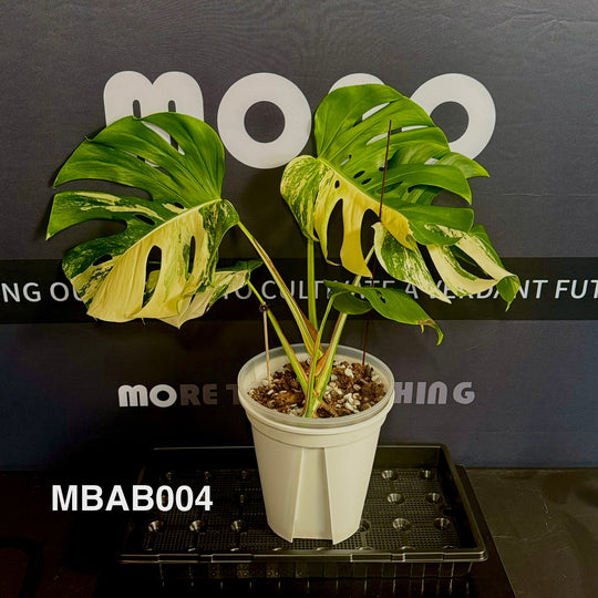 Monstera Borsigiana Albo Var.【长茎白】[MBAB]